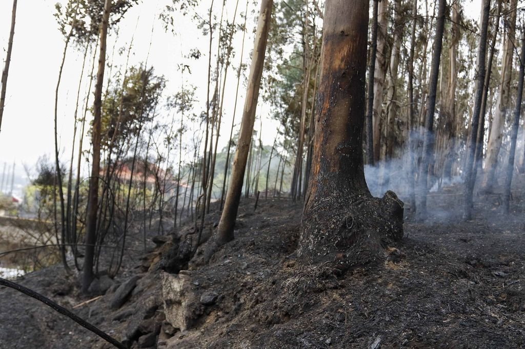 En los incendios del año pasado ardieron 1.500 hectáreas en Pazos de Borbén.