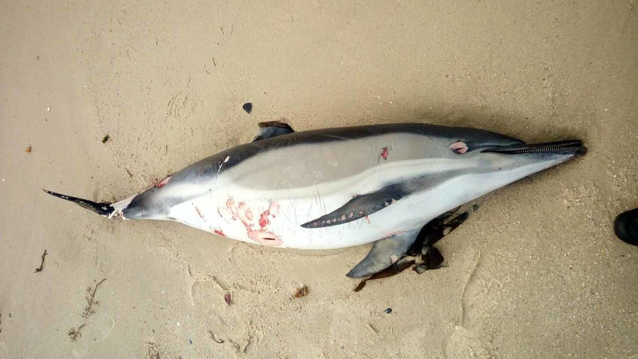 imagen del delfín fallecido