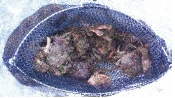 Malla con 8 kilos de bruños intervenidos a un mariscador furtivo en una playa de Vigo, el 14 de abril de 2024. // EP