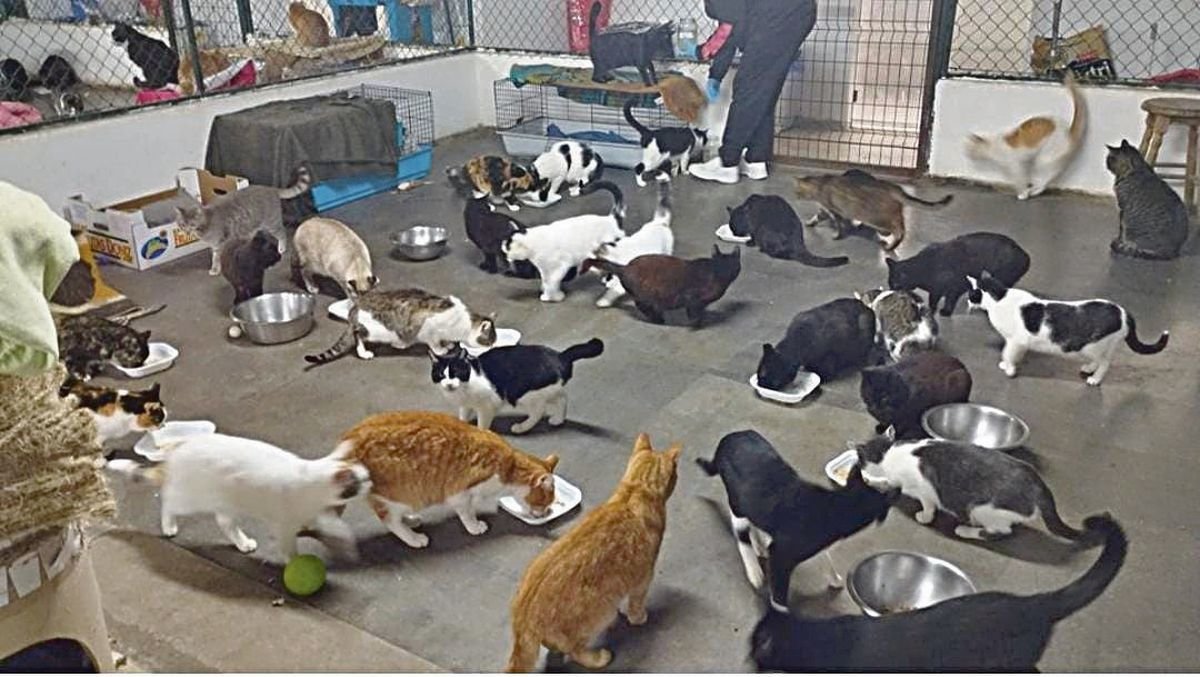 Muchos gatos compartiendo la hora de la comida en Proyecto Gato.