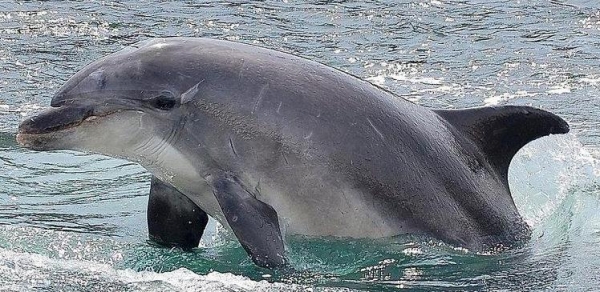 Resultado de imagen de delfin gaspar
