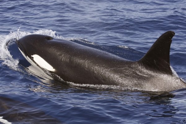 Una de las orcas avistadas. (Foto: Mónica Pérez)