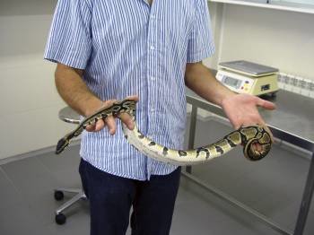 Imagen de la serpiente pitón. (Foto: EFE)