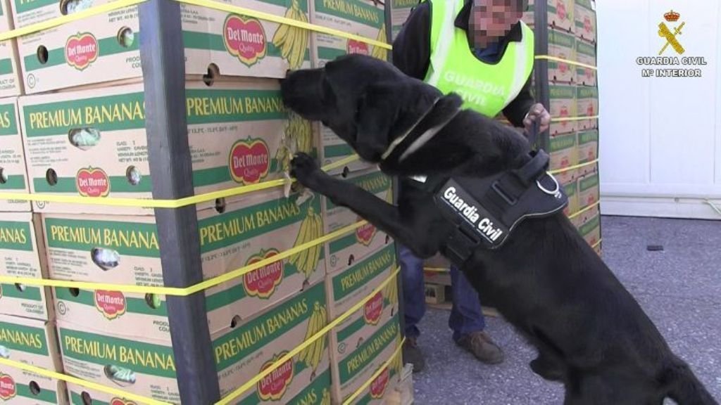 Imagen de la Guardia Civil del momento en el que perro descubre la droga en el cargamento de plátanos.