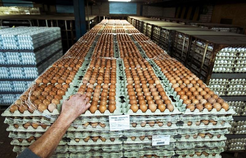 Huevos apilados en un negocio especializado en Woudenberg