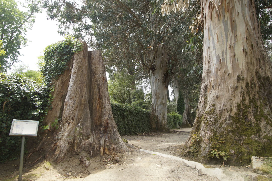 El tronco del árbol, con el cartel que lo señalizaba como un eucalipto histórico.