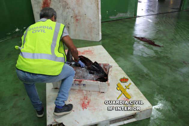 Miembro del Seprona inspeccionando el atún pescado ilegalmente.