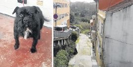La Policía busca a los dueños de este perro encontrado en la casa, situada en un callejón de la calle Aragón