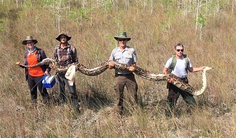 La serpiente gigante hallada en Florida.