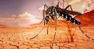 Mosquito cambio climático