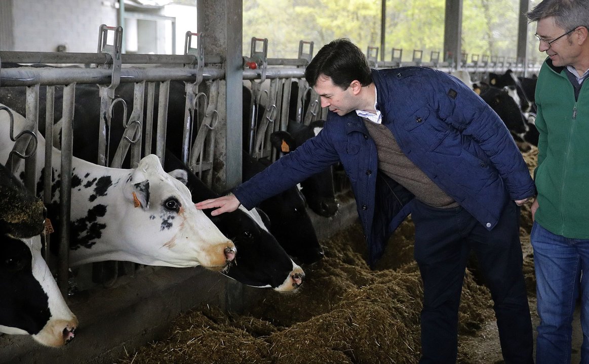 Gonzalo Caballero se animó a tocar a una de las vacas de la ganadería que visitó en Lalín.