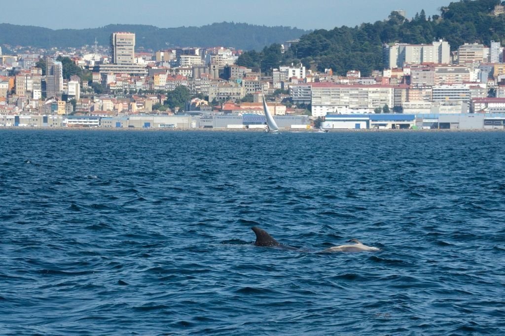 Delfines comunes y arroaces, una imagen habitual en las aguas de la Ría de Vigo.