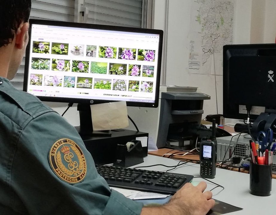Agentes del Seprona de Porriño detectaron las especies invasoras a través de internet.