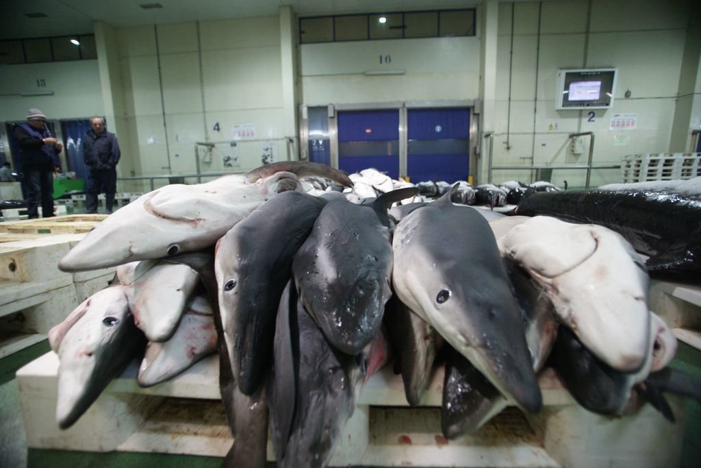 Tiburones en la lonja del Berbés viguesa, el principal mercado en Europa.
