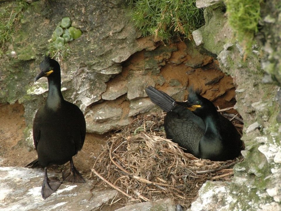 Cormoranes cristado, especie que anida en las Cíes y está protegida y vigilada.