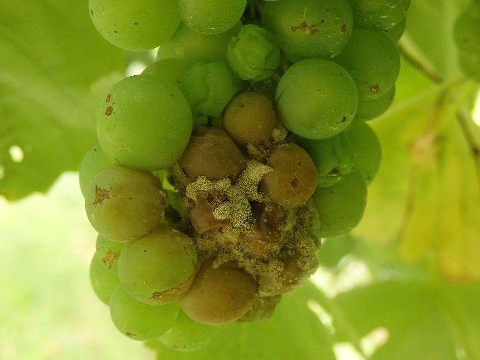 Racimos de uvas de Albariño con &#39;botritis&#39; de la variedad blanca.