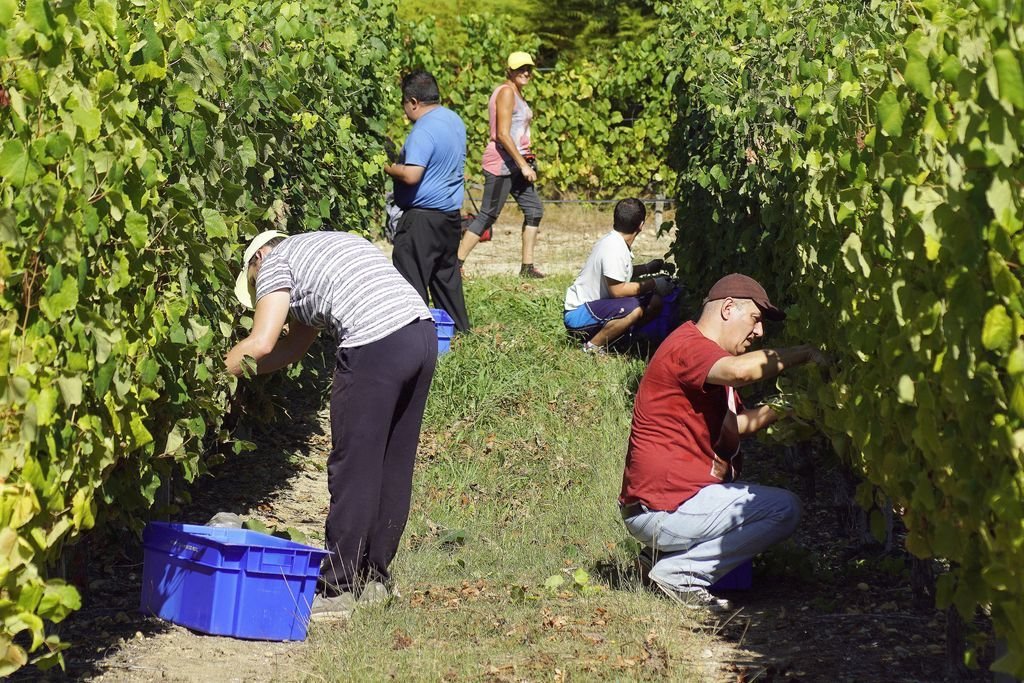 El año pasado se recolectaron 38,5 millones de kilos de uva en las bodegas de la Denominación de Origen Rías Baixas.