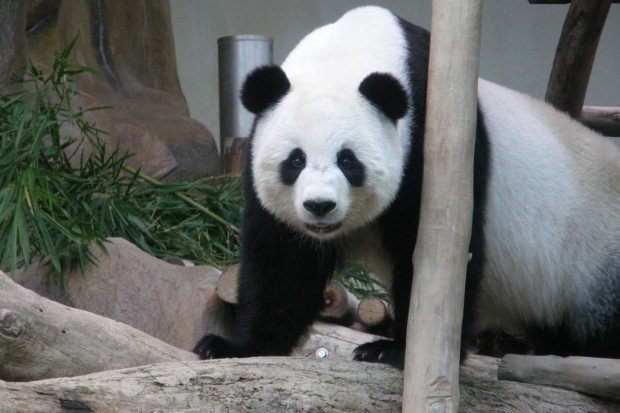 Chuang Chuang, uno de los osos pandas cedidos por China a Tailandia