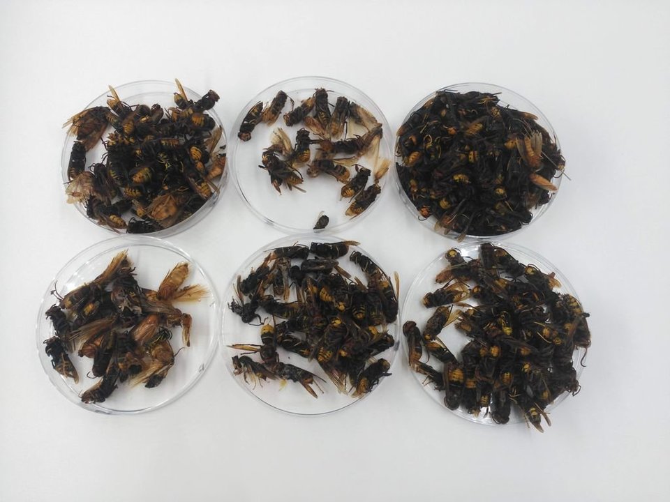 Ejemplares de Vespa velutina obtenidos en Nigrán y objeto del estudio publicado en la revista ‘Insects’.