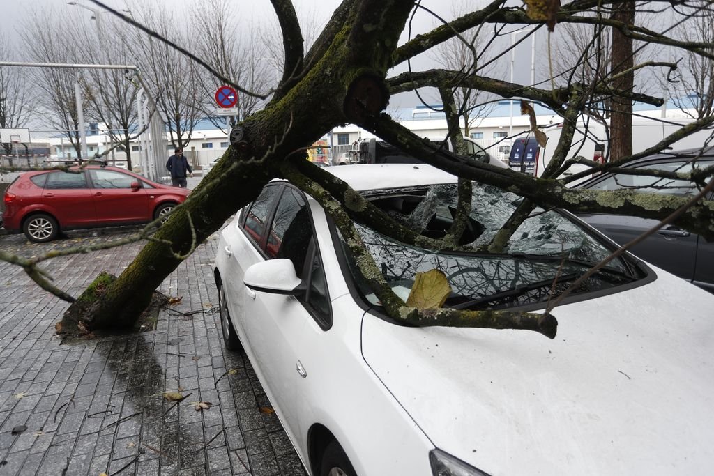El fuerte  viento derribó un árbol en O Berbés y cayó sobre un vehículo, al que rompió el parabrisas.