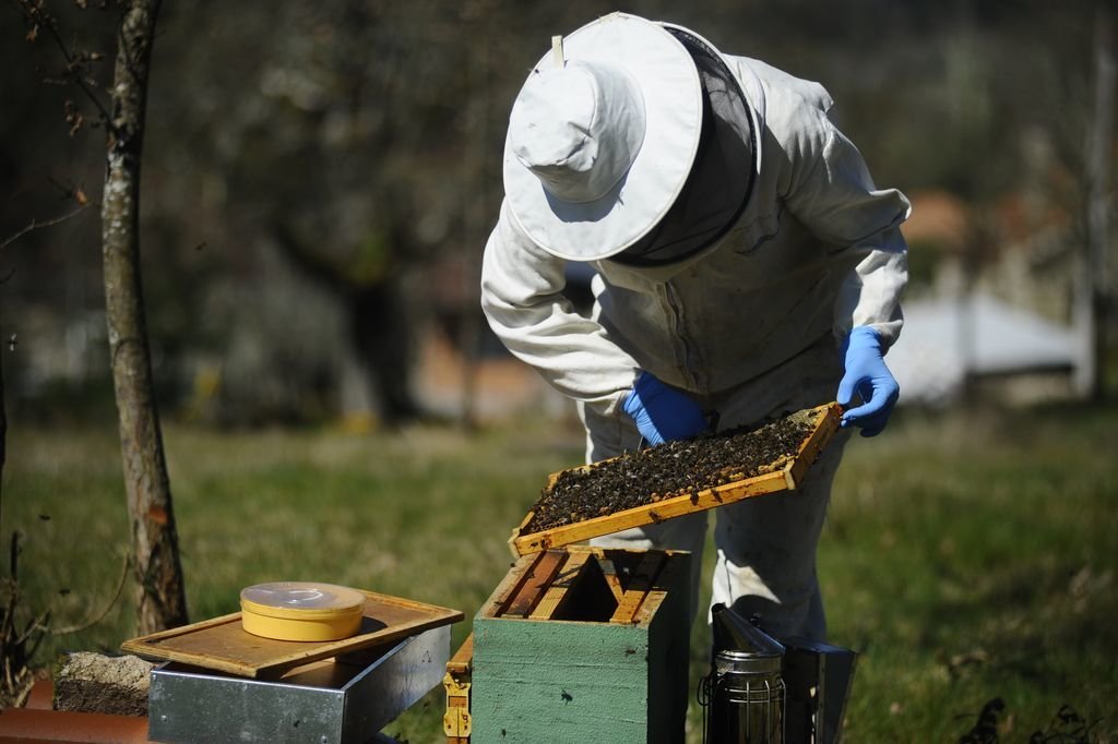 Un apicultor observa las abejas que tiene un panal de una colmena de su explotación.
