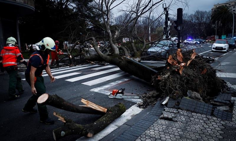 Varios bomberos trabajan en la retirada de un árbol caído a causa del viento, este viernes, en San Sebastián