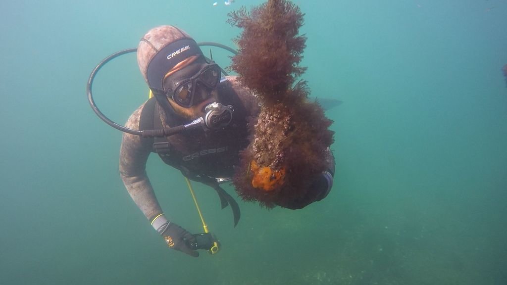 Una de las imágenes submarinas del Peirao do Solpor y las cuerdas donde crecerán animales.