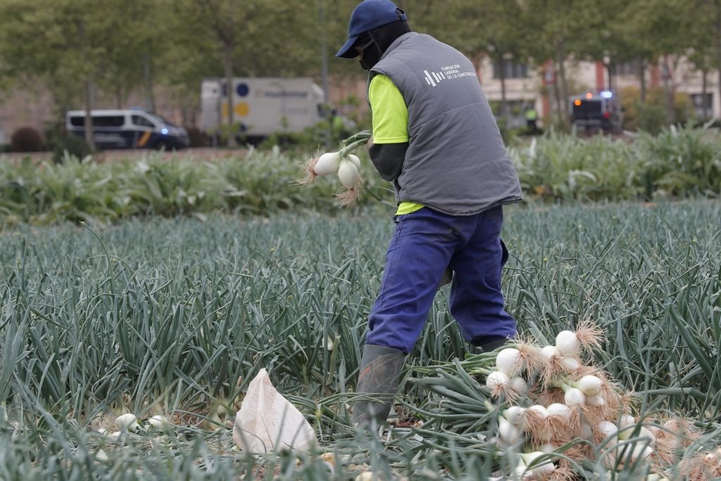 Un operario recoge la cosecha de cebollas en un campo de Valencia.