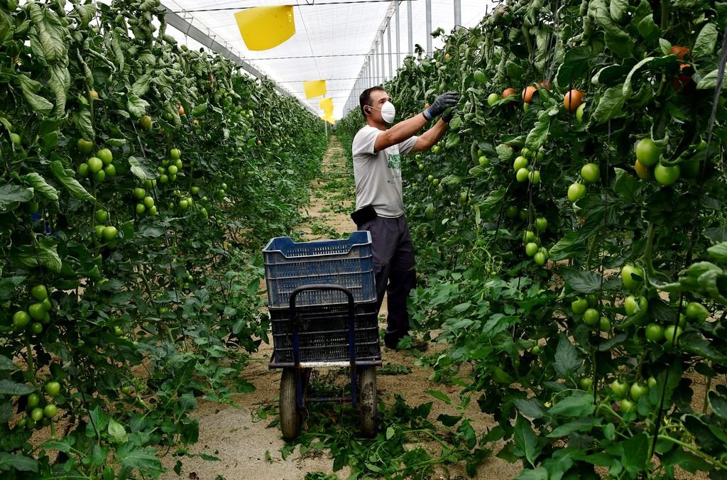 Un agricultor recoge tomatas en su finca de Almería.