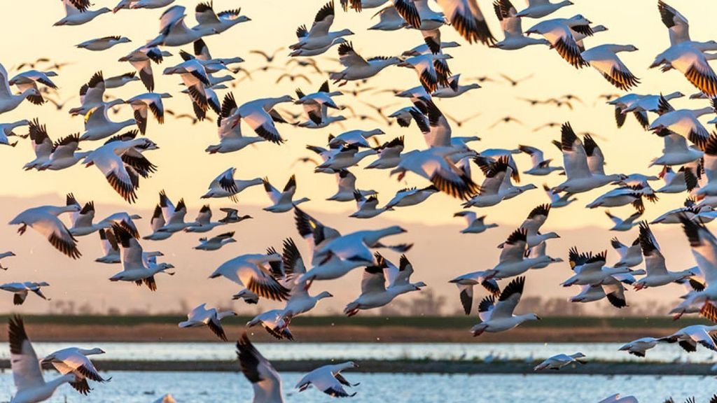 Imagen de un grupo de aves migratorias en pleno vuelo.