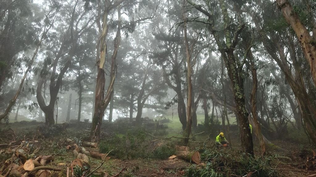 Proceso de tala de eucaliptos en la Isla Norte de Cíes, acelerado durante estos mesos de cierre del Parque Nacional.