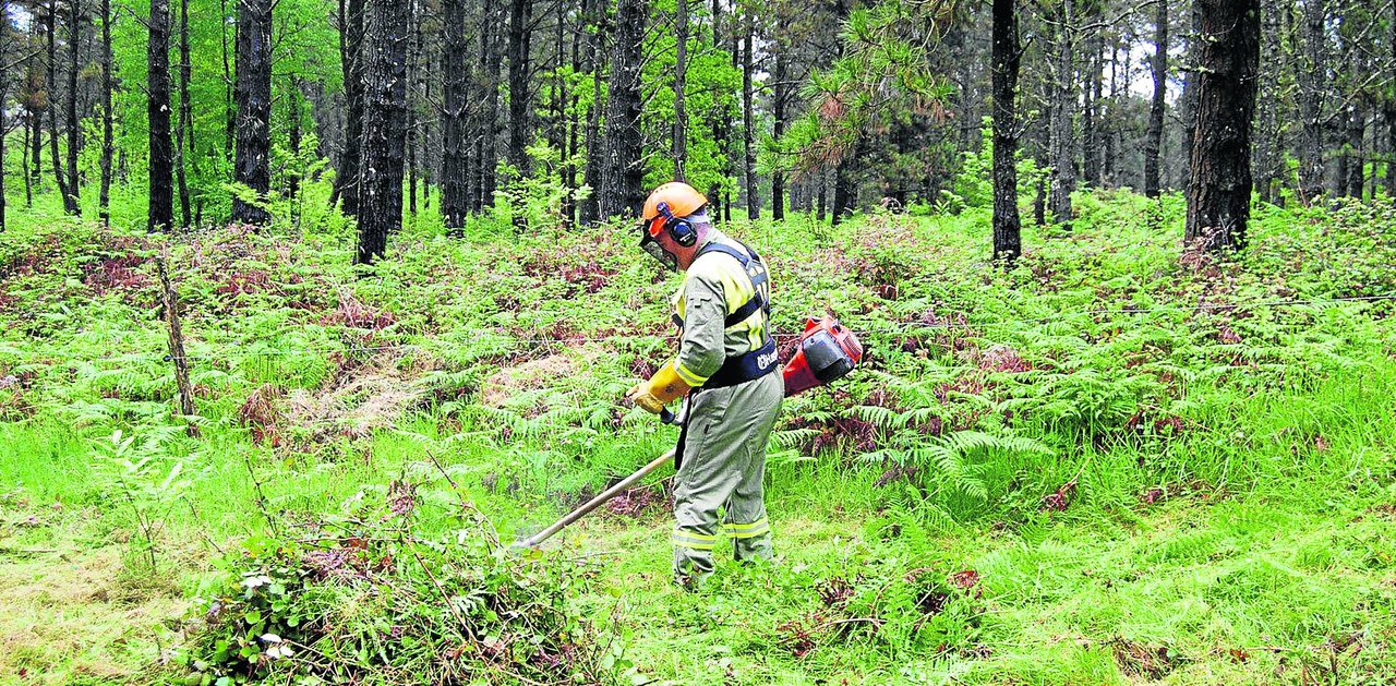 Trabajo de desbroce de un monte en Galicia, que se han reactivado coincidiendo con el inicio de la temporada de riesgo de incendios