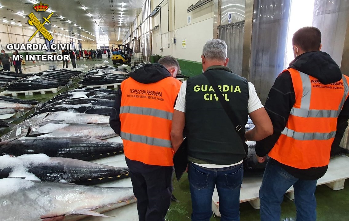 La Guardia Civil intercepta en Vigo una partida de 30 toneladas de atún rojo