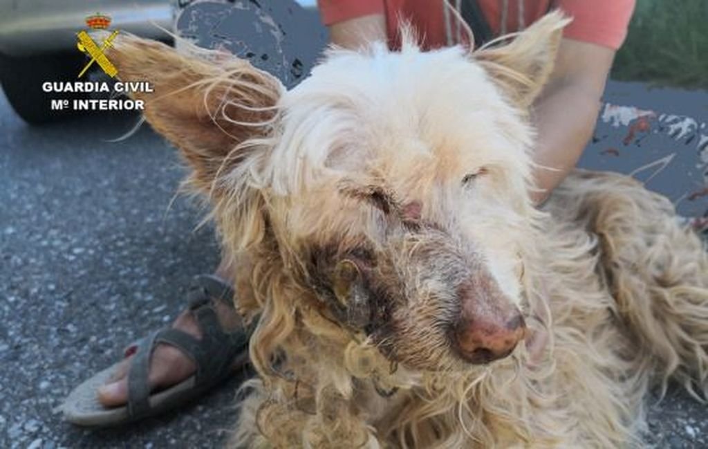 Estado en el que estaba el perro rescatado en las calles de Cangas.