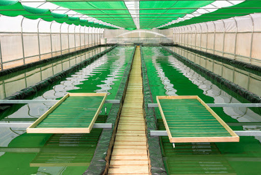 Cultivo de espirulina, la microalga de agua dulce, en una piscina.