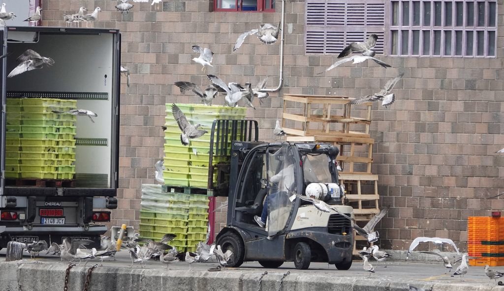 Miles de gaviotas en Vigo se alimentan de restos de pescado del Berbés, lo que tiene consecuencias en sus puestas de huevos.