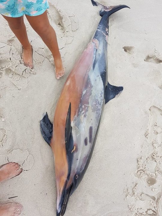 Delfín varado en la playa de Rodas