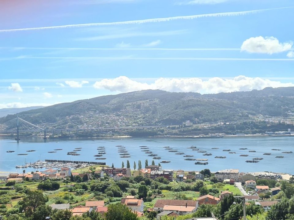 Las bateas están prácticamente todas cerradas en la Ría de Vigo por la presencia de la toxina lopofílica.