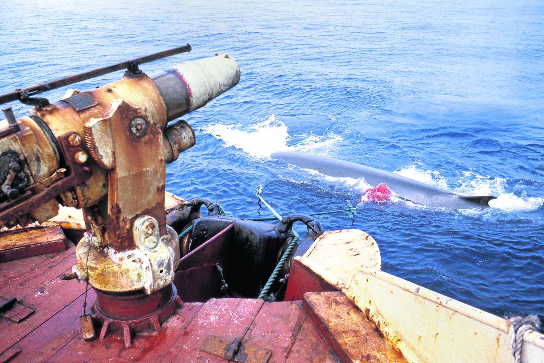 Fotografía tomada a bordo del buque ballenero IBSA III tras realizar el ‘disparo de gracia’ sobre una ballena en la costa gallega