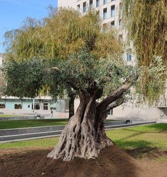 Otro olivo milenario del Puerto en la plaza de la Estrella