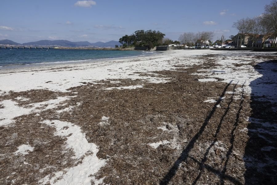 La acumulación de algas puede suponer problemas para el turismo y para el sector acuícola.