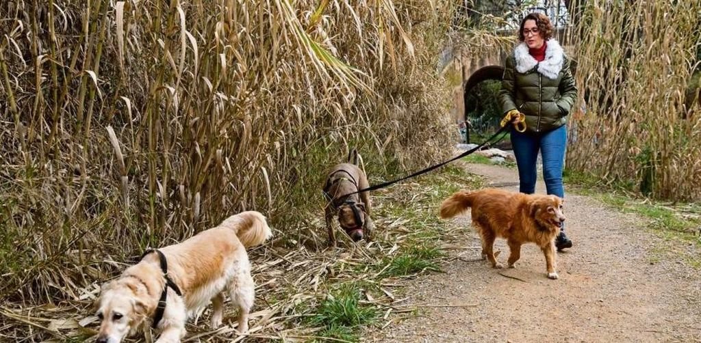 Paula Calvo pasea a sus tres perros por uno de los espacios del parque de Collserola, en Cataluña.