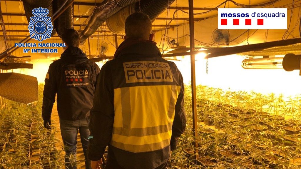 En el dispositivo policial se localizaron y desmantelaron trece plantaciones que albergaban casi 40.000 plantas de marihuana en diferentes fases de crecimiento.