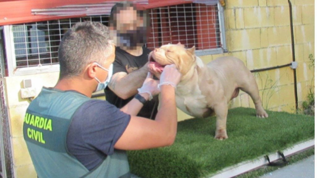 la Guardia Civil que le habían sustraído dos cachorros de American Bully valorados en unos 16.000 euros.