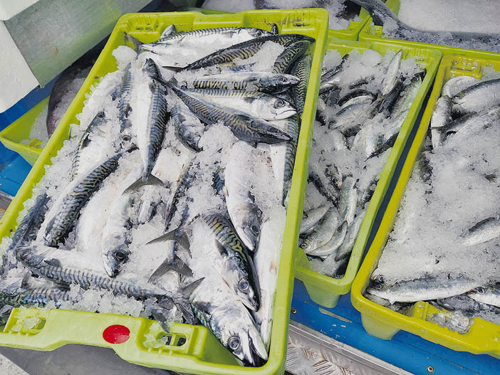 Cajas de caballas y sardinas, pescados con omega-3.