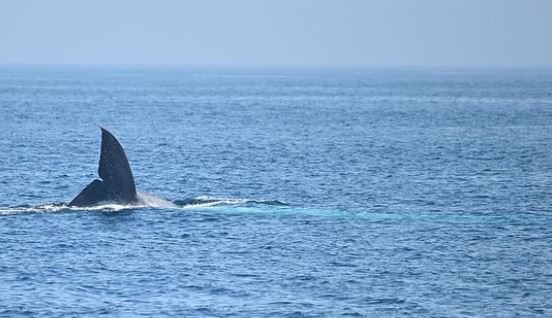 Gigantescas ballenas azules en aguas gallegas.