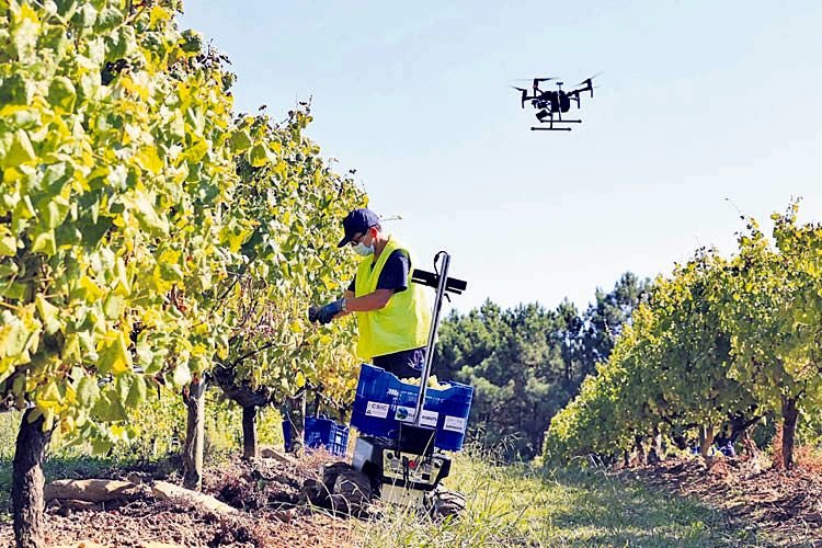 Un dron sobre un viñedo de Terras Gauda en O Rosal.