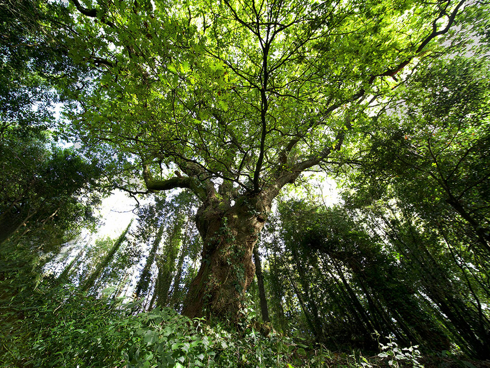 El carballo del bosque del Banquete de Conxo, candidato a Árbol Europeo del año 2022.