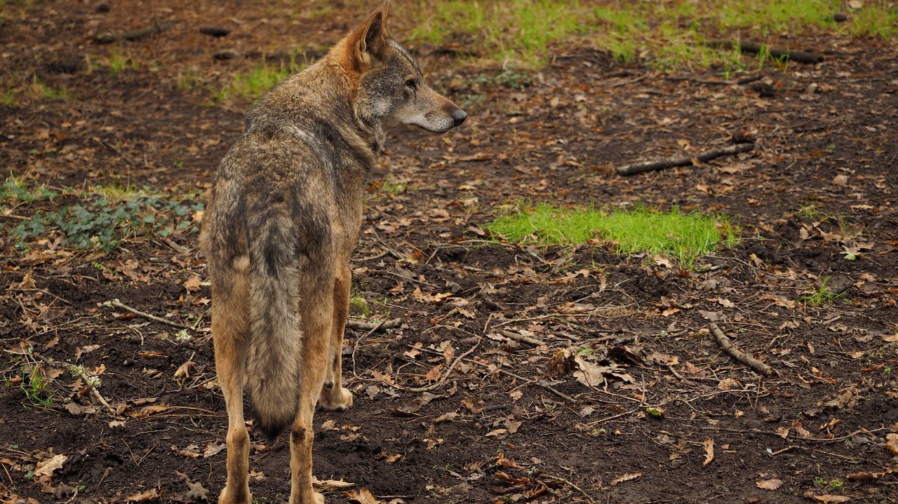Ejemplar de lobo en el parque de la naturaleza de Mercelle, en Outeiro de Rei (Lugo).