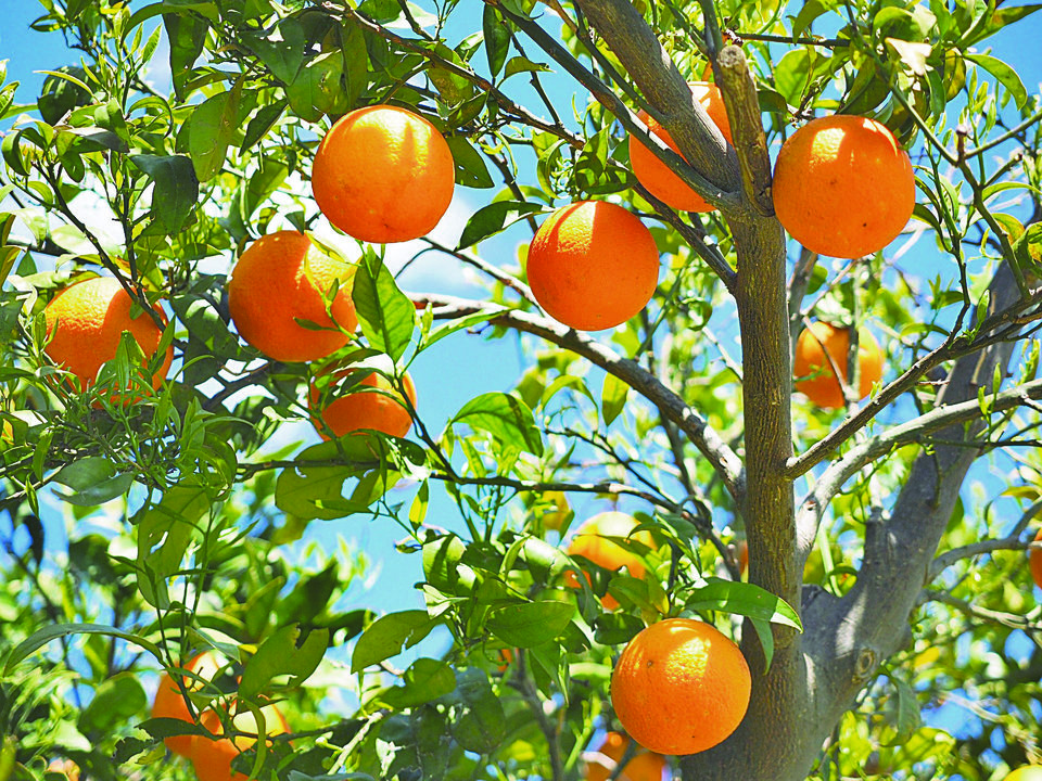 Un naranjo con sus ramas llenas de fruto.